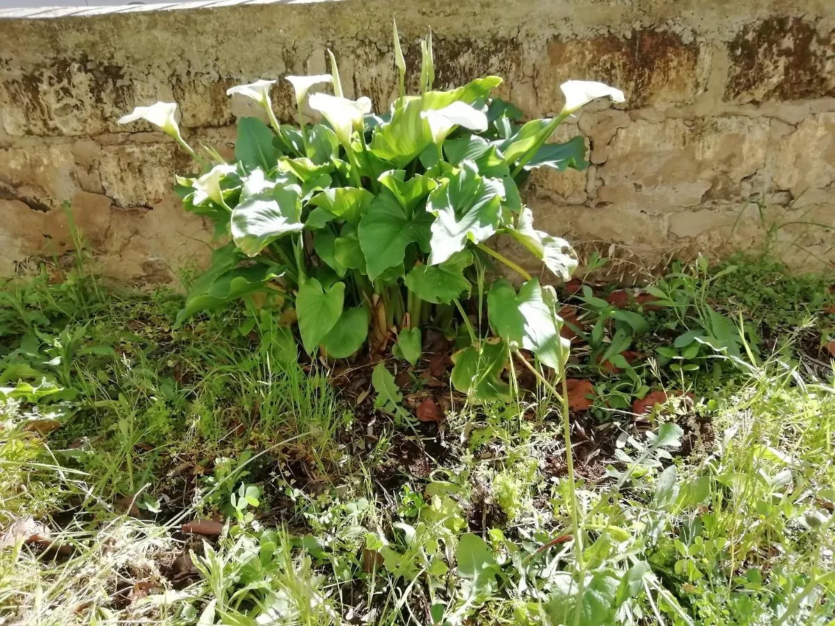 Casa vacanze La Lenzerina Villa indipendente con giardino Scarlino