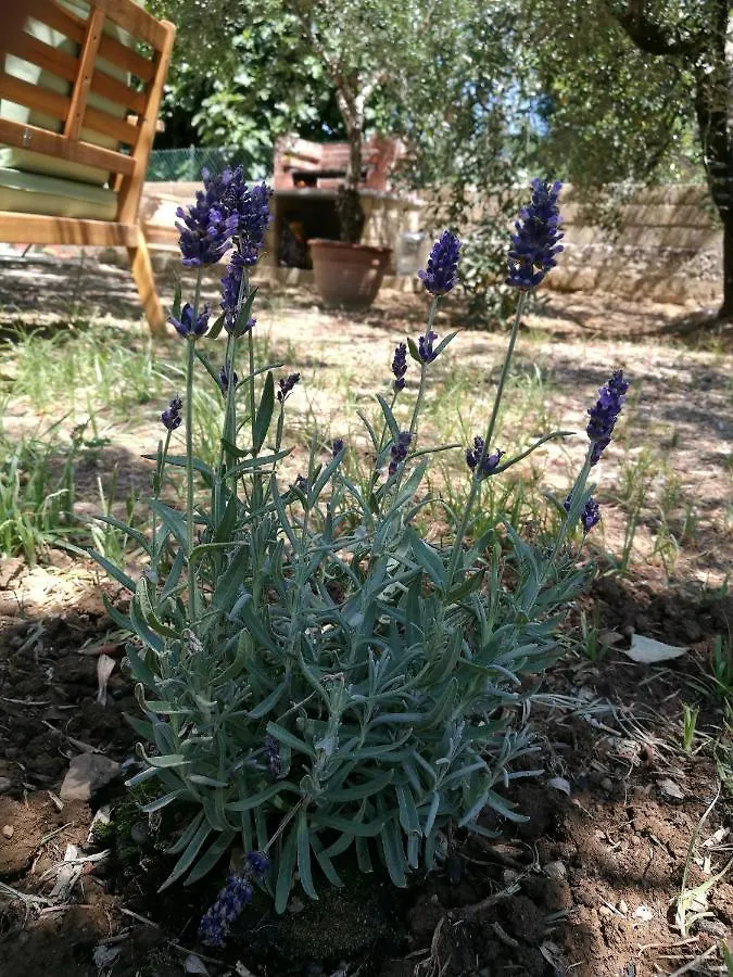 La Lenzerina Casa Indipendente Con Giardino Lejlighed Scarlino Privat bolig